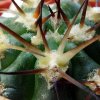 Acanthocalycium _glaucum P143 _(Echinopsis glaucina) _04